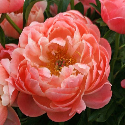 Coral Sunset Bush Peony