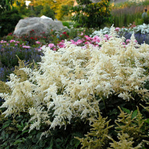 Astilbe "Deutschland"