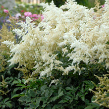 Load image into Gallery viewer, Astilbe &quot;Deutschland&quot;