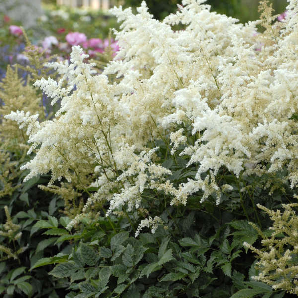 Astilbe 