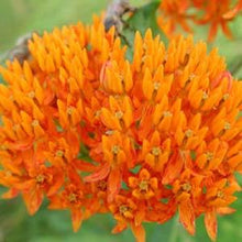 Load image into Gallery viewer, Butterfly milkweed