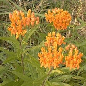 Butterfly milkweed