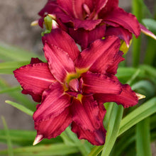 Load image into Gallery viewer, Double Pardon Me Daylily