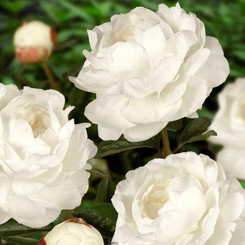 Elsa Sass Bush Peony