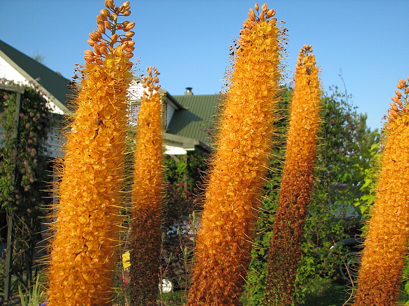 Eremurus (Foxtail Lily) 'Pinocchio'