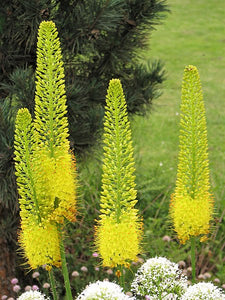 Eremurus (Foxtail Lily) 'Bungei'