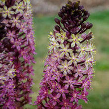 Load image into Gallery viewer, Eucomis Safari Adventure