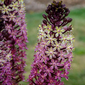 Eucomis Safari Adventure