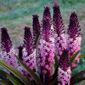 Eucomis Safari Adventure