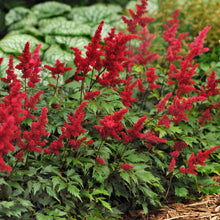 Load image into Gallery viewer, Astilbe &quot;Fanal&quot;