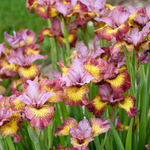 Load image into Gallery viewer, Fiddles on Fire Siberian Iris