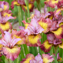 Load image into Gallery viewer, Fiddles on Fire Siberian Iris