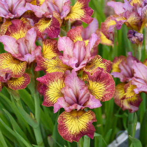 Fiddles on Fire Siberian Iris