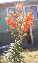 Load image into Gallery viewer, Double Tiger Lily Flore Pleno