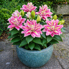 Load image into Gallery viewer, Foxy Spring Double Oriental Lily