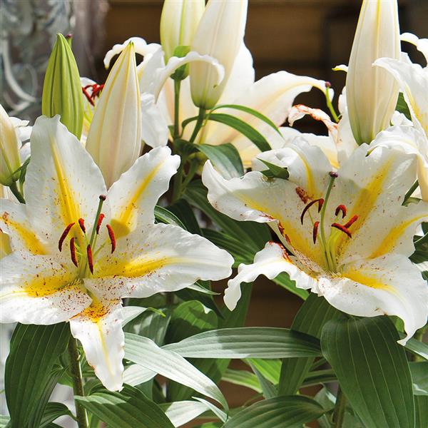 Golden Romance Dwarf Oriental Lily