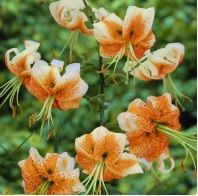 Load image into Gallery viewer, Lady Alice Species Lily