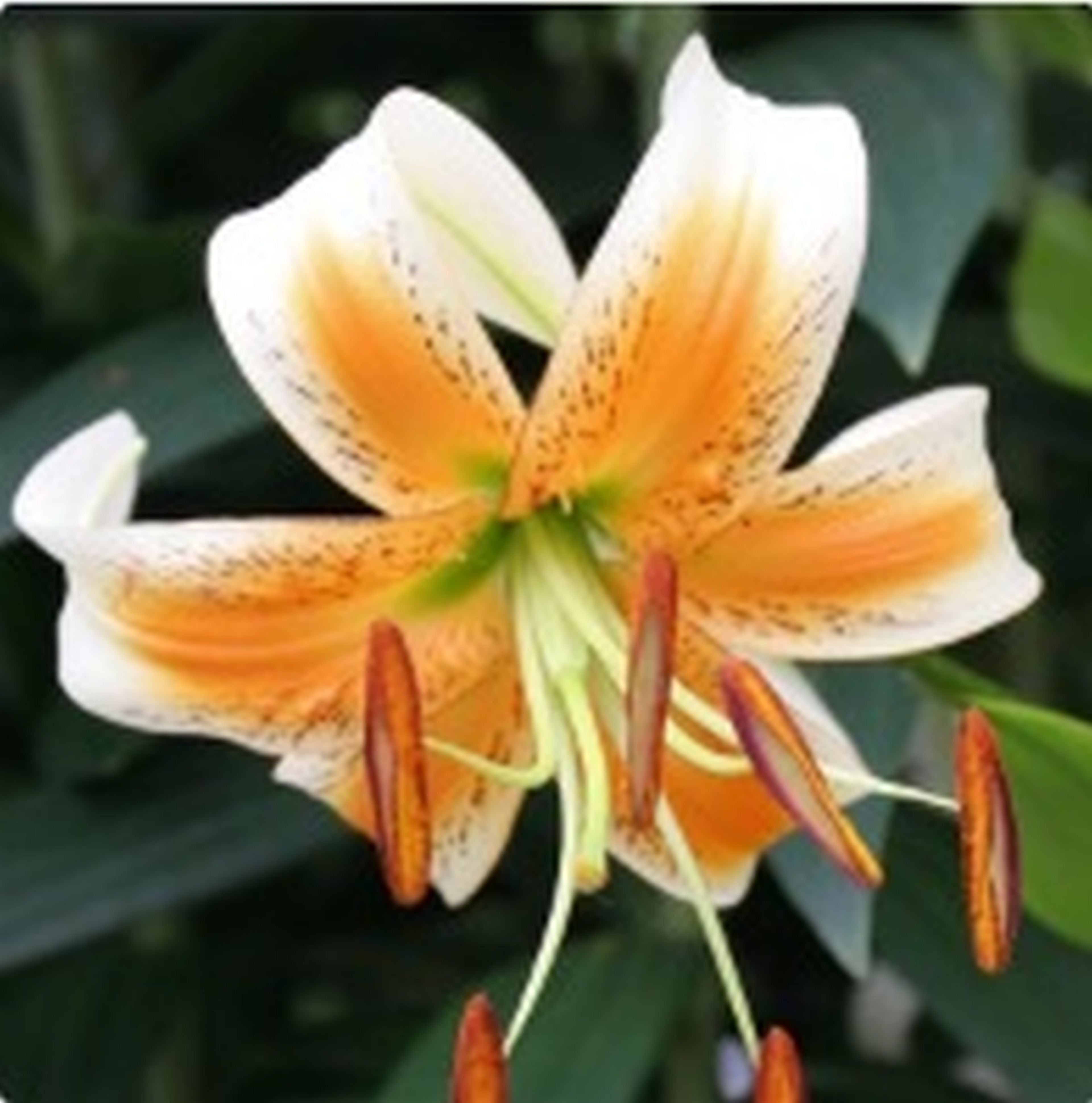 Lady Alice Species Lily – The Lily Pad Bulb Farm