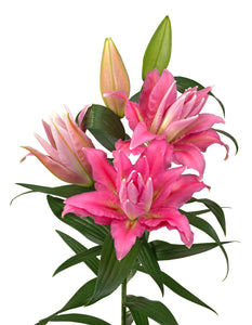 Shamira Double Oriental Lily