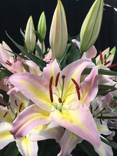 Hocus Pocus Oriental Lily