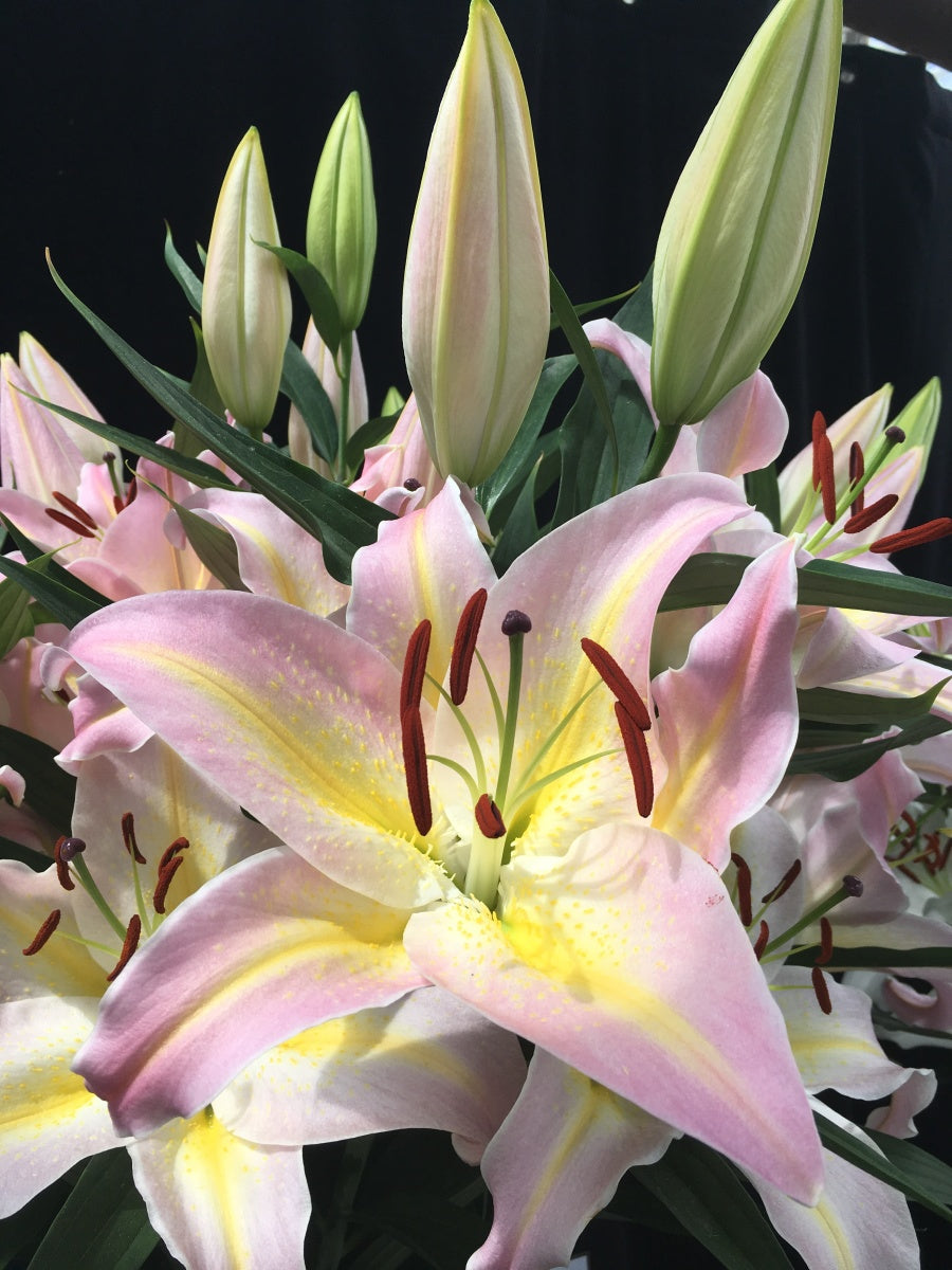 Lily様オーダー Member's Mark Lily Oriental Stargazer Dormant Bulbs, 16pk