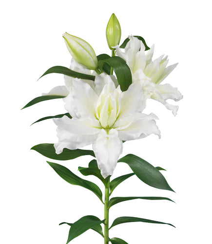 Debra Double Oriental Lily