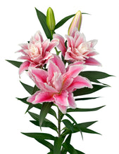 Load image into Gallery viewer, Javiera Double Oriental Lily