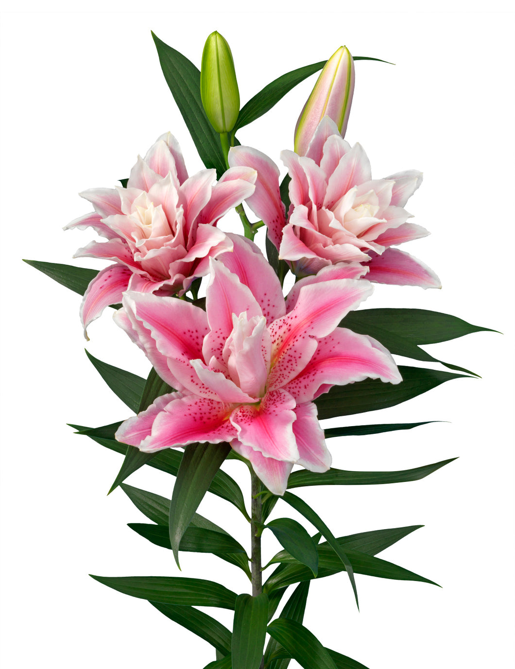 Javiera Double Oriental Lily