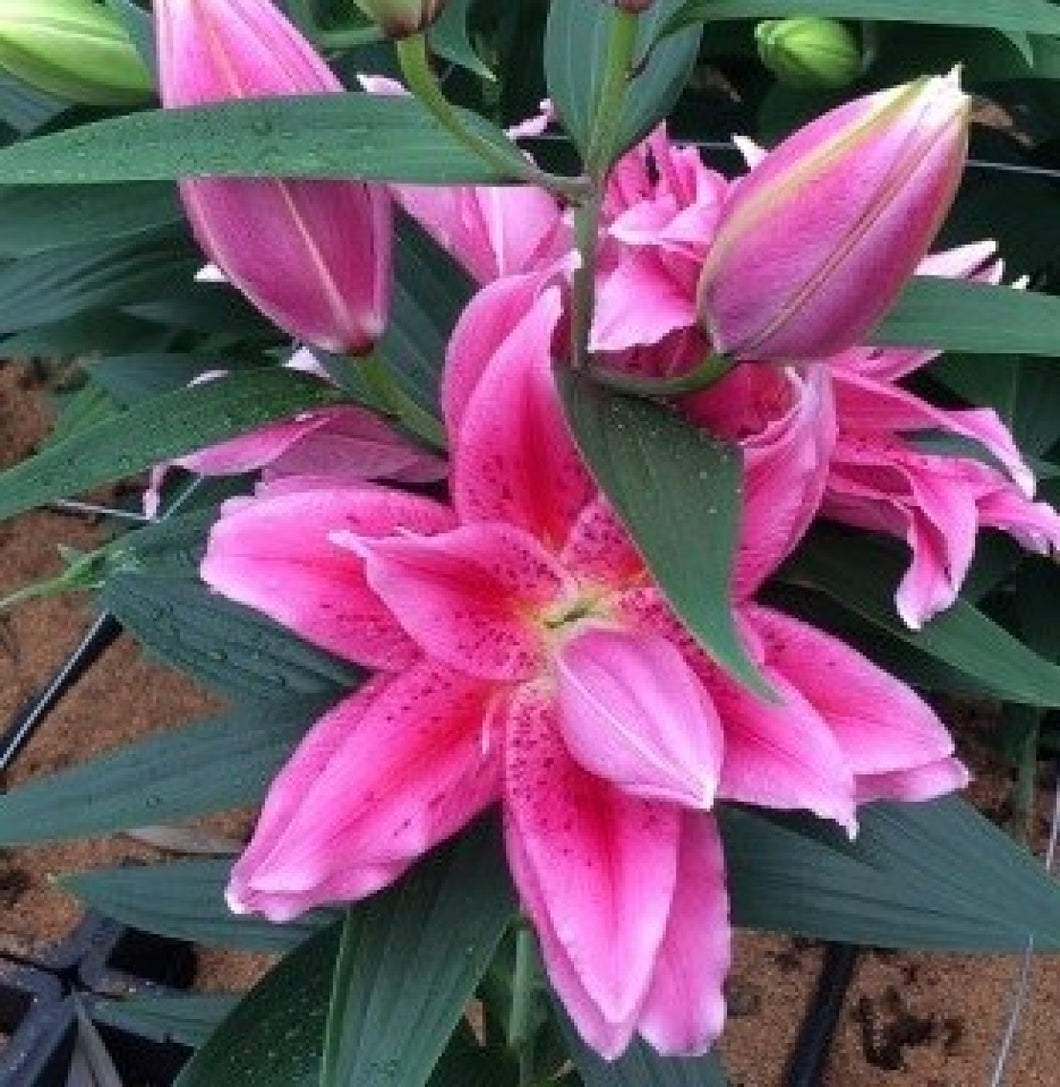 Shamira Double Oriental Lily