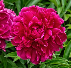 Lora Dexheimer Bush Peony