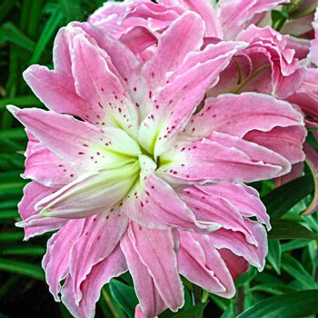 Lotus Elegance Double Oriental Lily