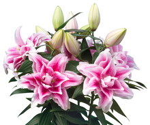Load image into Gallery viewer, Nowa Double Oriental Lily
