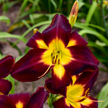 Load image into Gallery viewer, Persian Ruby Daylily