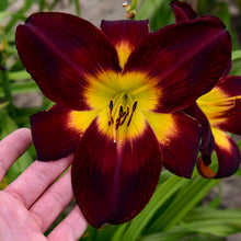 Load image into Gallery viewer, Persian Ruby Daylily