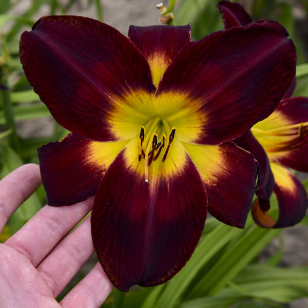 Persian Ruby Daylily