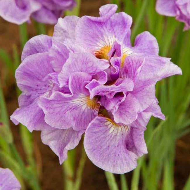 Pink Parfait Siberian Iris