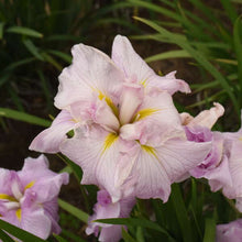 Load image into Gallery viewer, Pinkerton Japanese Iris
