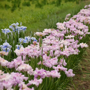 Pinkerton Japanese Iris