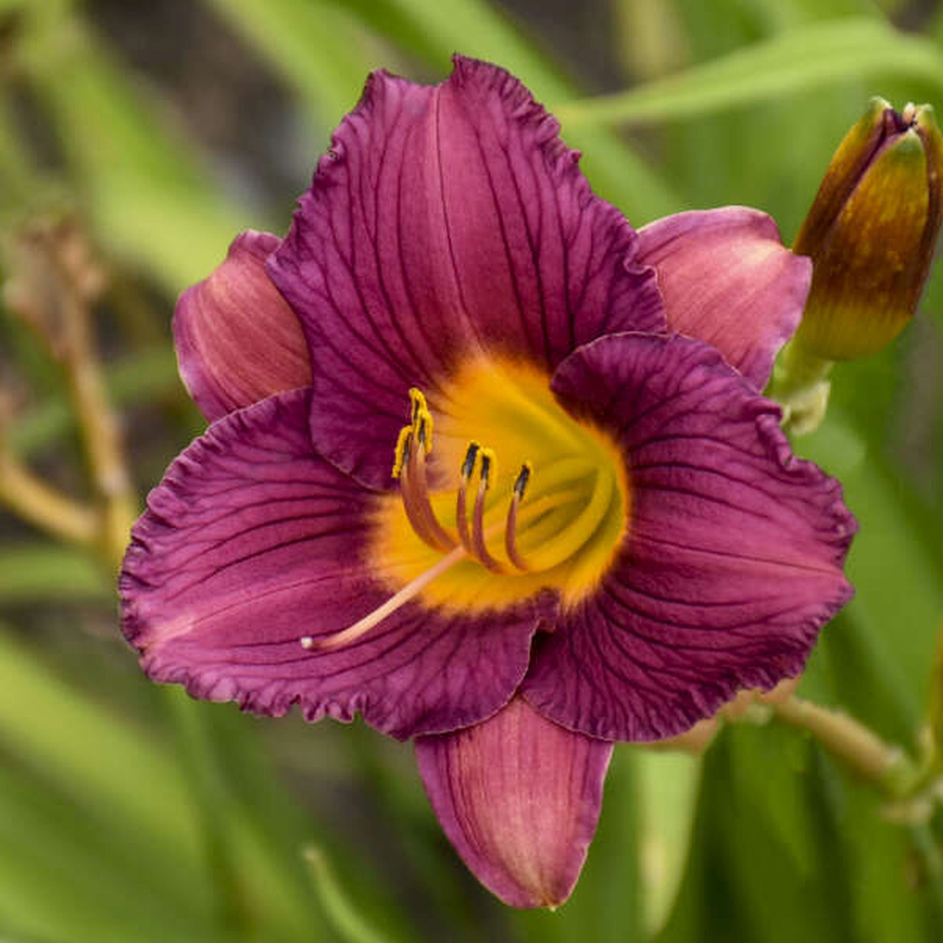 Purple d'Oro Daylily – The Lily Pad Bulb Farm