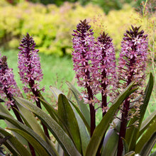 Load image into Gallery viewer, Eucomis Purple Reign