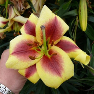 Flavia Orienpet Hybrid Lily