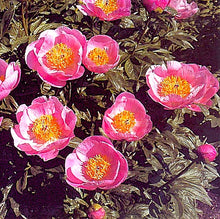 Load image into Gallery viewer, Roselette Bush Peony