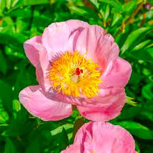 Load image into Gallery viewer, Roselette Bush Peony