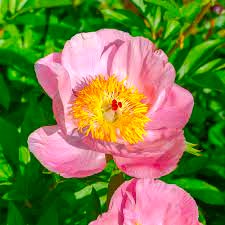 Roselette Bush Peony