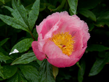 Load image into Gallery viewer, Roselette Bush Peony