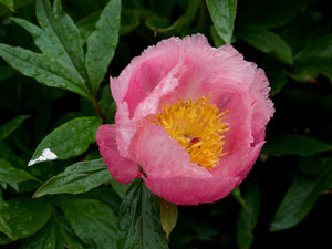 Roselette Bush Peony