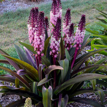 Load image into Gallery viewer, Eucomis Safari Adventure