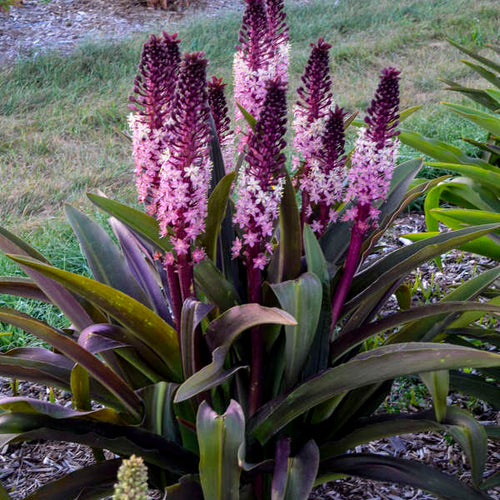 Eucomis Safari Adventure