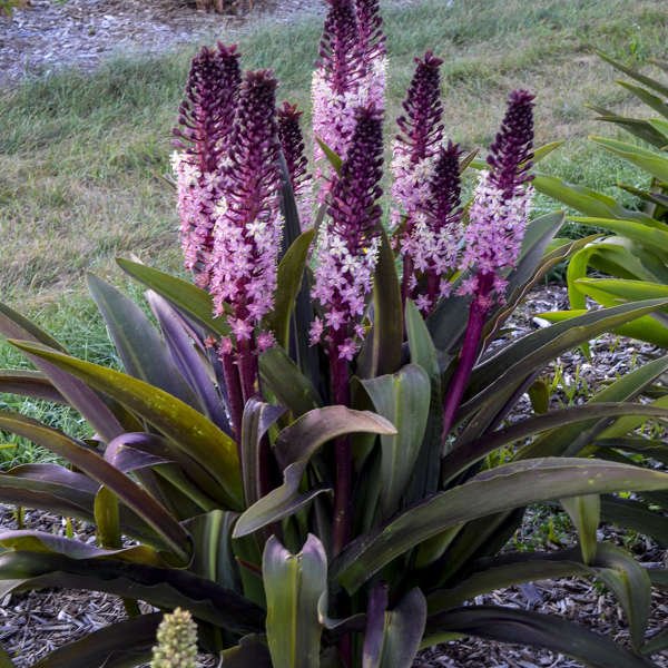 Eucomis Safari Adventure