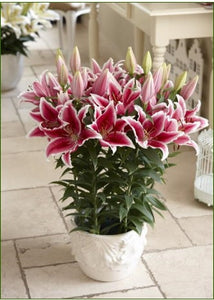 Pink Romance Dwarf Oriental Lily